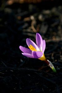 Spring Fever Image
